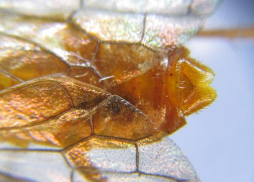 Réf. 285 844 : Cephalcia erythrogaster