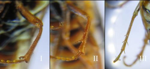 Réf. 285 870 : Cephalcia erythrogaster