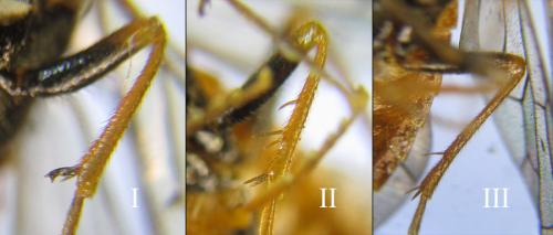 Cephalcia alpina
