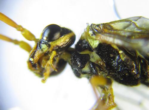 Réf. 285 845 : Cephalcia erythrogaster