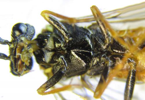 Réf. 285 644 : Cephalcia alpina
