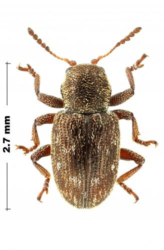 Réf. 285 590 : Pachnephorus sp.