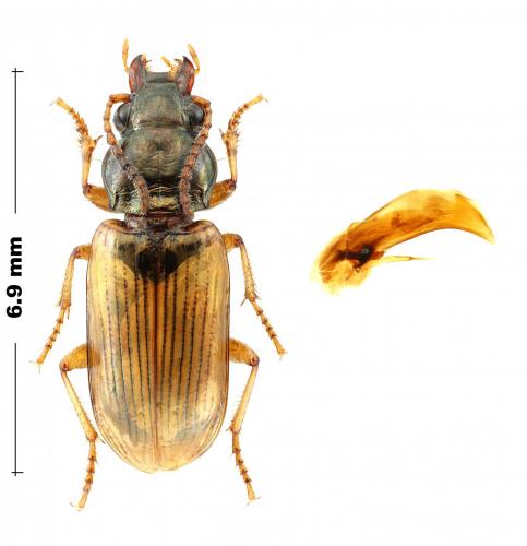 Pogonus luridipennis