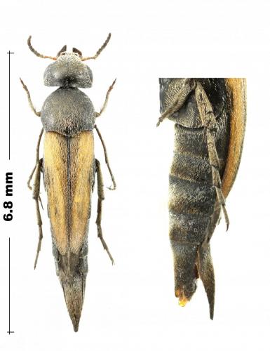 Réf. 285 452 : Stenalia testacea