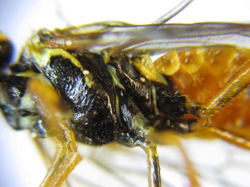 Réf. 285 846 : Cephalcia erythrogaster