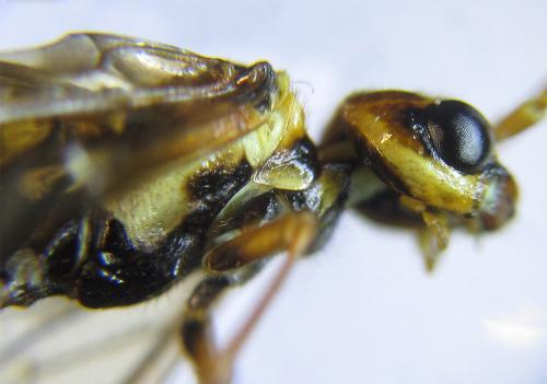 Réf. 285 872 : Cephalcia erythrogaster