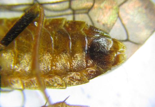 Réf. 285 645 : Cephalcia alpina