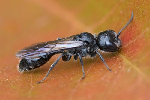 Réf. 285 972 : Pemphredon sp.