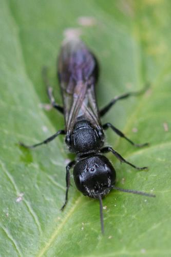 Pemphredon sp.