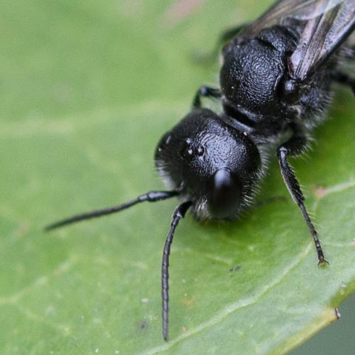 Pemphredon sp.