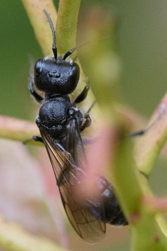 Réf. 285 975 : Pemphredon sp.