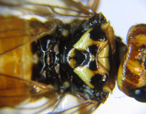Réf. 285 873 : Cephalcia erythrogaster