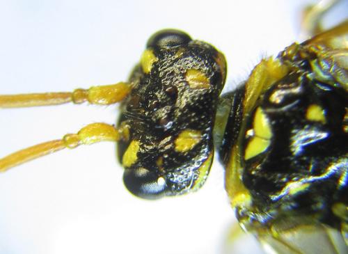 Réf. 285 847 : Cephalcia erythrogaster