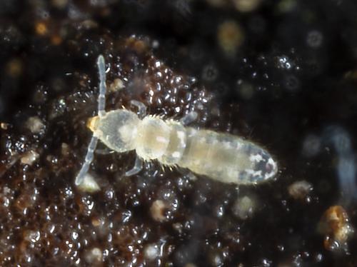 Folsomia candida