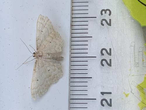 Idaea fuscovenosa