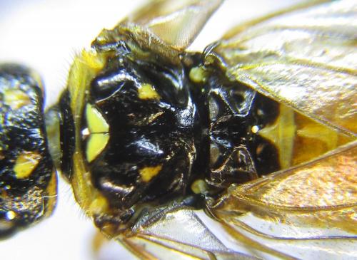Réf. 285 848 : Cephalcia erythrogaster