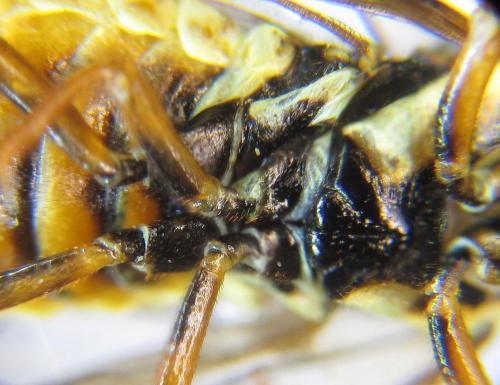 Réf. 285 874 : Cephalcia erythrogaster