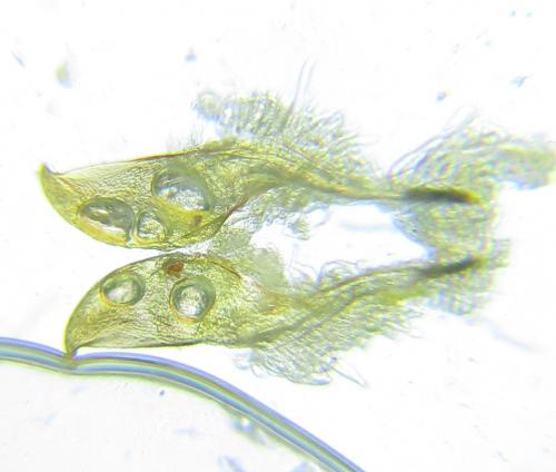 Cephalcia alpina