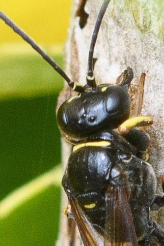 Réf. 285 097 : Gorytes planifrons