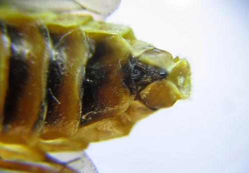 Réf. 285 875 : Cephalcia erythrogaster