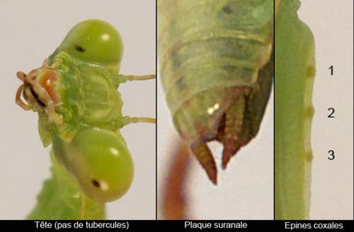 Réf. 285 253 : Hierodula patellifera