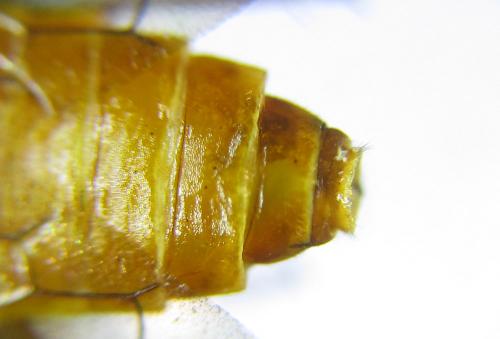 Réf. 285 876 : Cephalcia erythrogaster