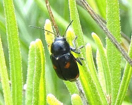Réf. 285 425 : Cryptocephalus sp.