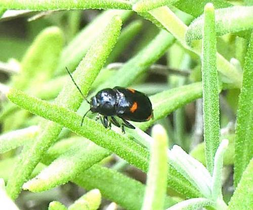 Cryptocephalus sp.