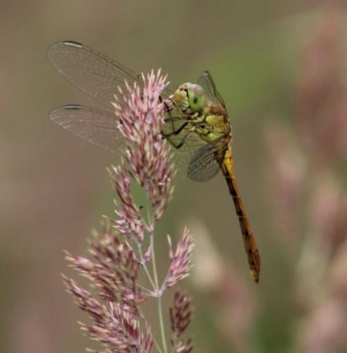 Réf. 285 964 : Sympetrum meridionale