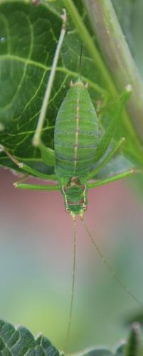 Leptophyes punctatissima
