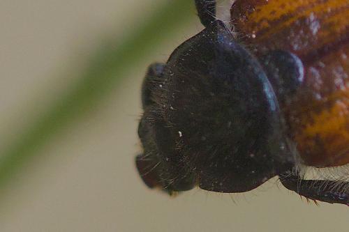 Anisoplia tempestiva