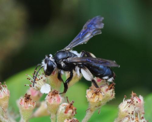 Andrena agilissima