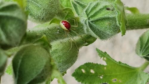Réf. 285 679 : Enoplognatha (latimana-ovata)