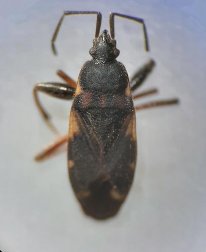 Réf. 285 333 : Eremocoris podagricus