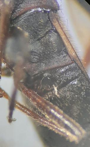 Réf. 285 335 : Eremocoris podagricus