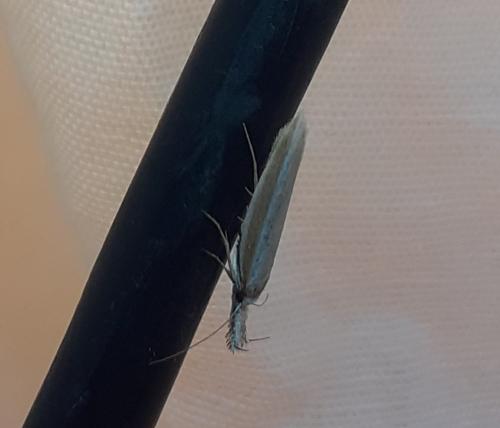 Réf. 285 405 : Pleurota aristella