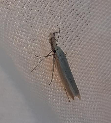 Réf. 285 403 : Pleurota aristella