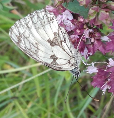Melanargia galathea