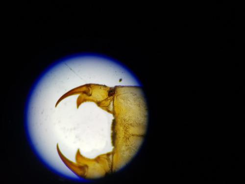 Gomphus simillimus
