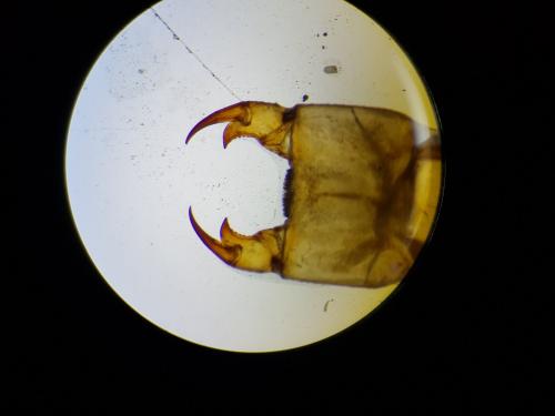 Gomphus simillimus