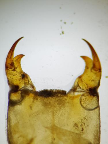 Réf. 285 757 : Gomphus simillimus