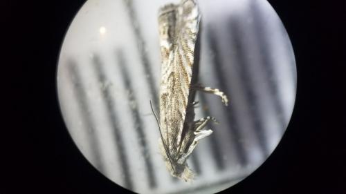 Selania leplastriana