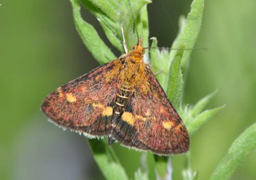 Réf. 285 357 : Pyrausta aurata