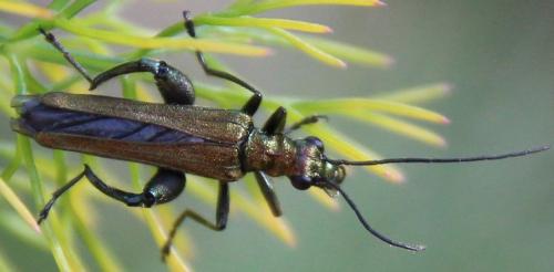 Oedemera sp.