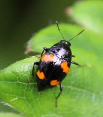 Réf. 285 394 : Scaphidium quadrimaculatum