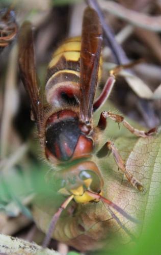 Vespa crabro
