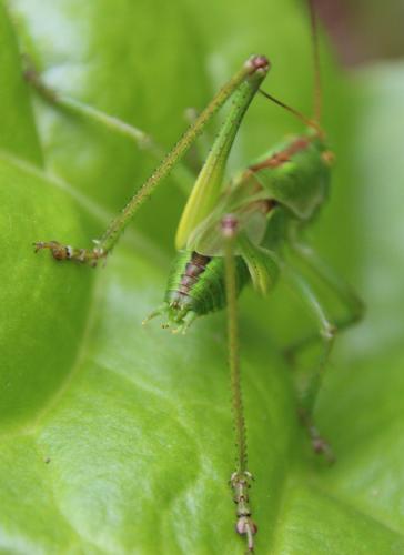 Tettigonia viridissima