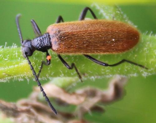 Réf. 285 381 : Lagria sp.