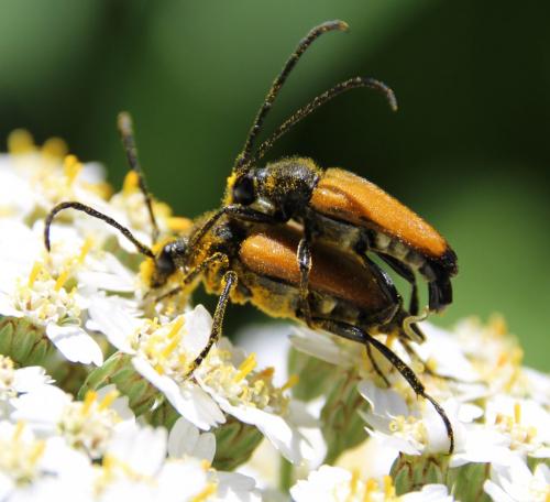 Stictoleptura fulva