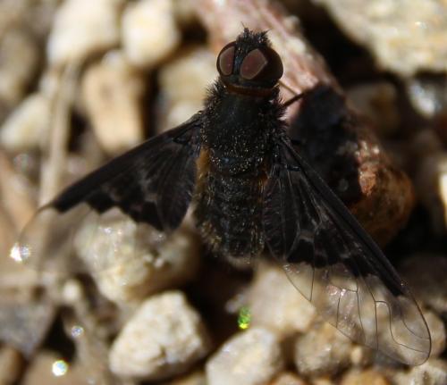 Hemipenthes morio